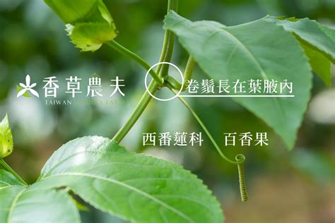 莖攀|臺灣146種藤本植物攀爬類型